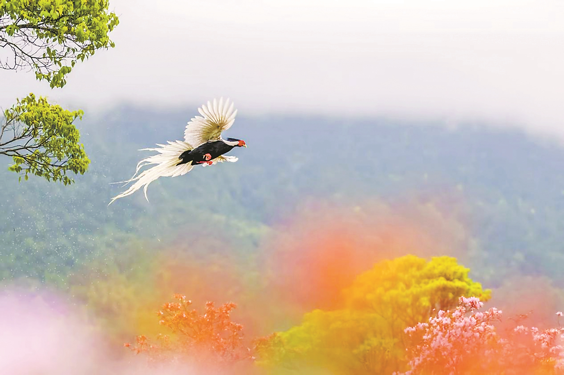“林中仙子”翩跹杜鹃花海间
