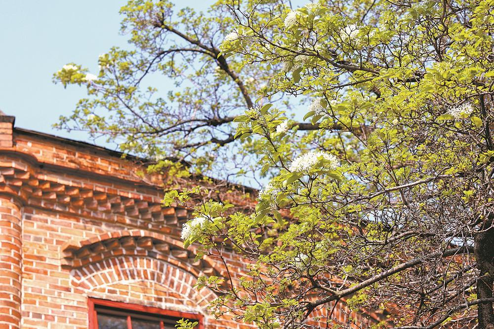 百年流苏映春光