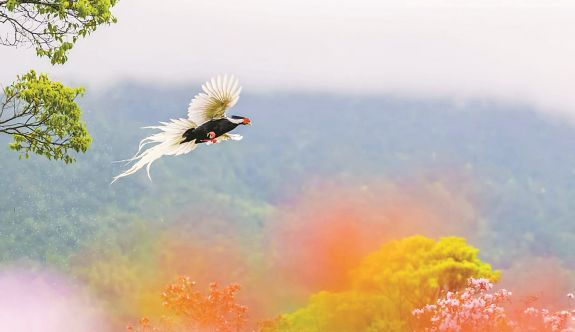 “林中仙子”翩跹杜鹃花海间