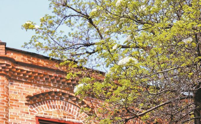 百年流苏映春光