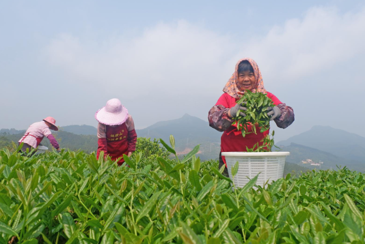 泉港春茶，上市了