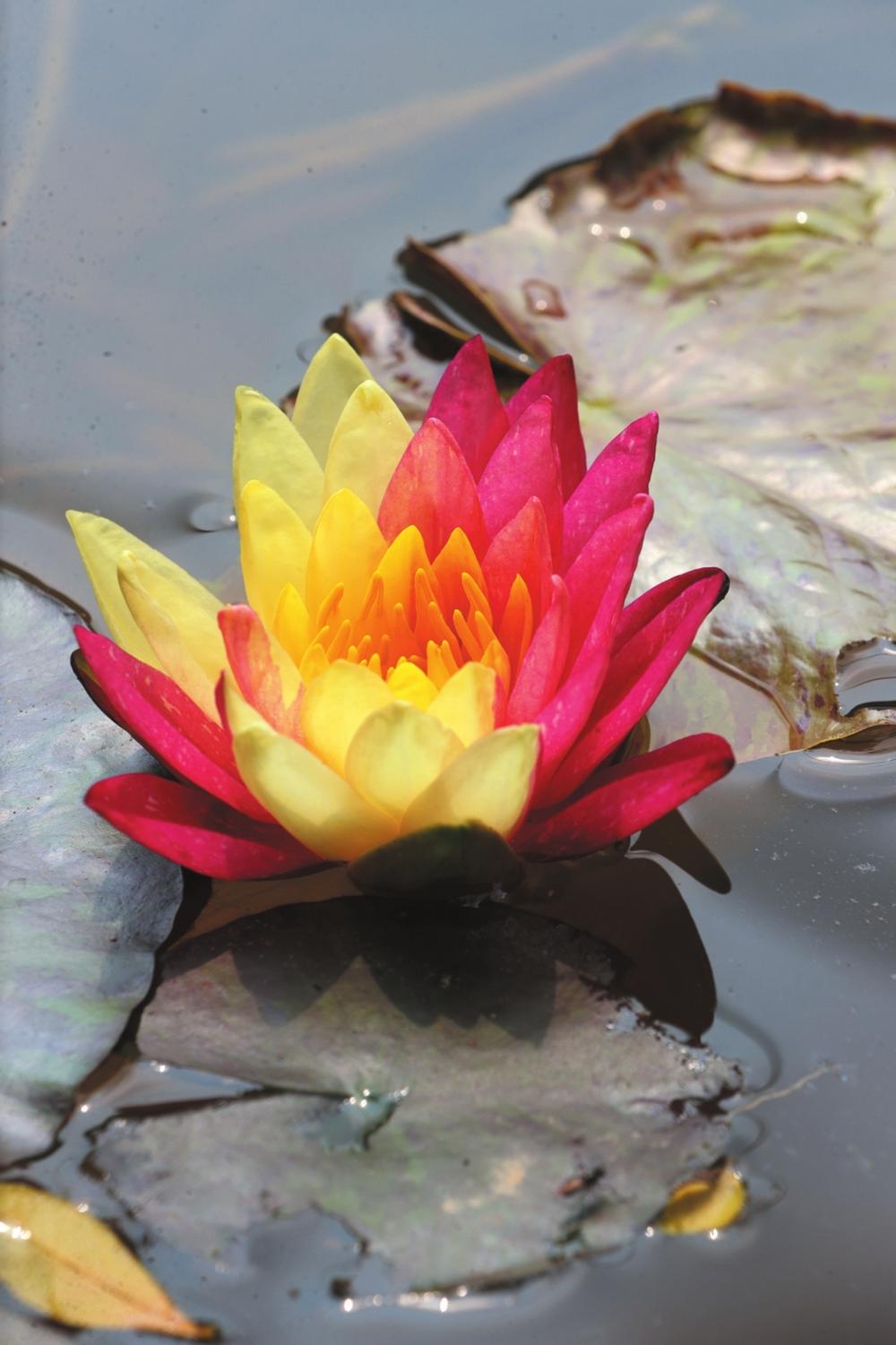 南安：“双色睡莲”惊艳上线  五万分之一的幸运！