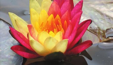 南安：“双色睡莲”惊艳上线  五万分之一的幸运！