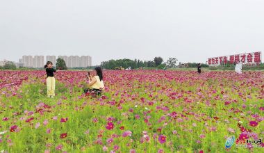 格桑花开 幸福吉祥