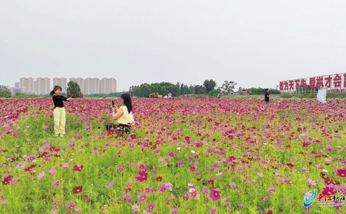 格桑花开 幸福吉祥