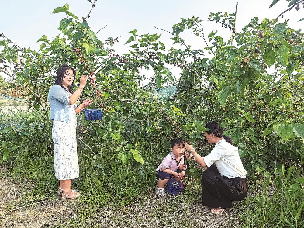 石狮：春季桑葚满枝头 打卡采摘正当时