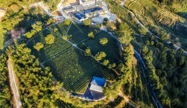 一声开茶咯激荡安溪“三茶”统筹的澎湃春潮