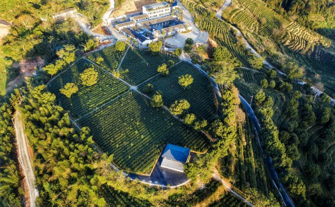 一声开茶咯激荡安溪“三茶”统筹的澎湃春潮