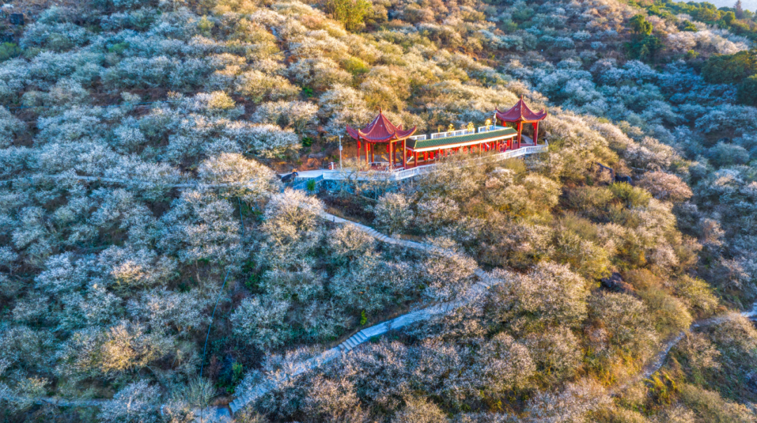 【“争优”观察员在行动｜“争优”在诏安】红星梅园：一颗青梅“接二连三”  走出“三产”融合新路