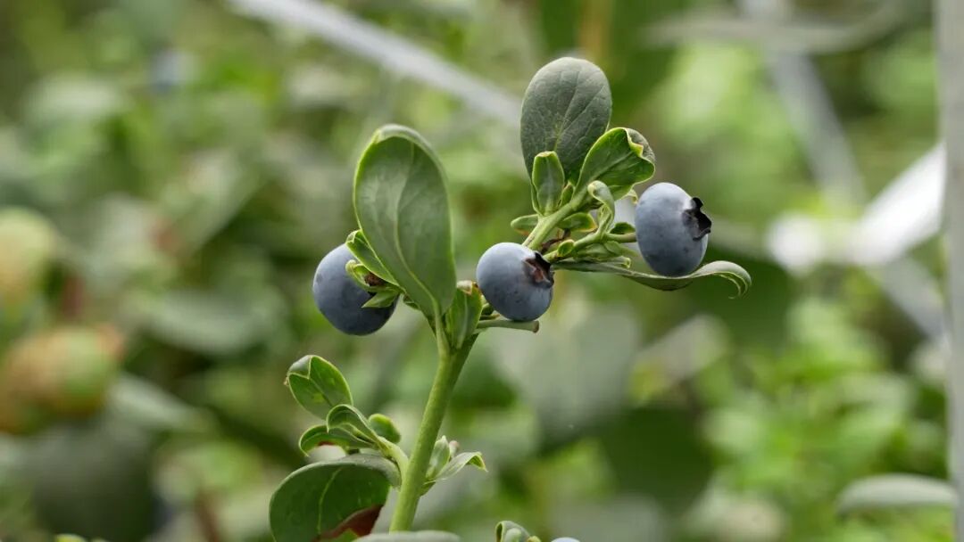 在云霄，实现“蓝莓自由”！