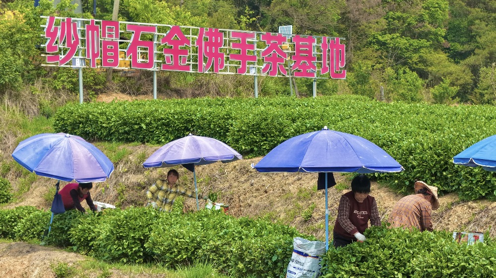一芽一叶摘春味 永春佛手春茶采摘正当时