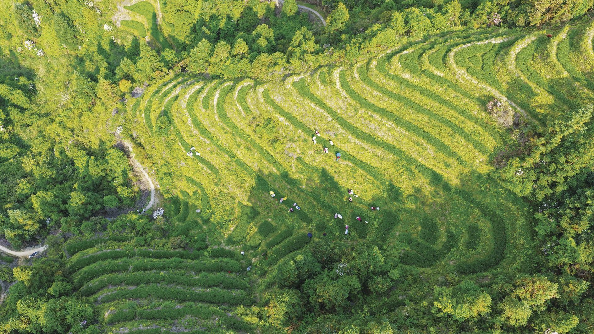 春茶飘香时 茶农采摘忙