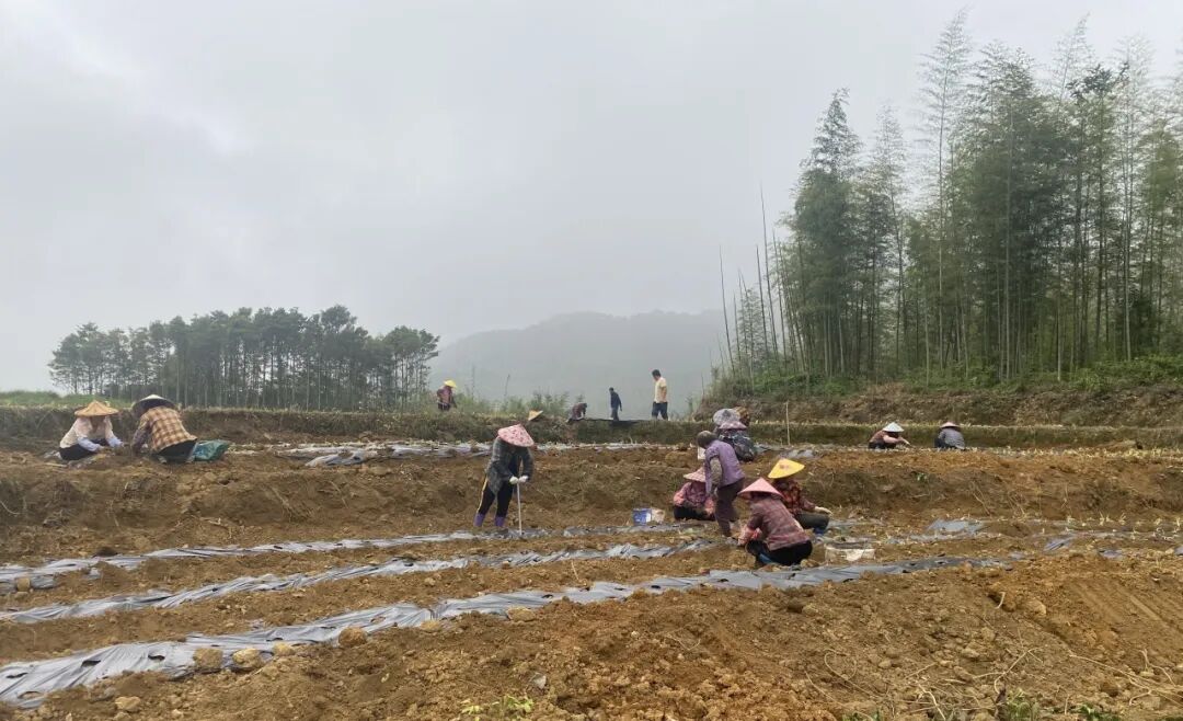 以花为媒促振兴！华安两村相约种黄花菜，未来皆可期