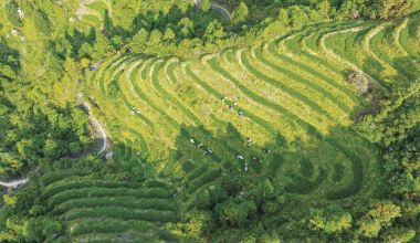 春茶飘香时 茶农采摘忙