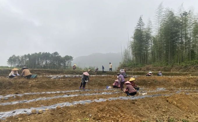 以花为媒促振兴！华安两村相约种黄花菜，未来皆可期
