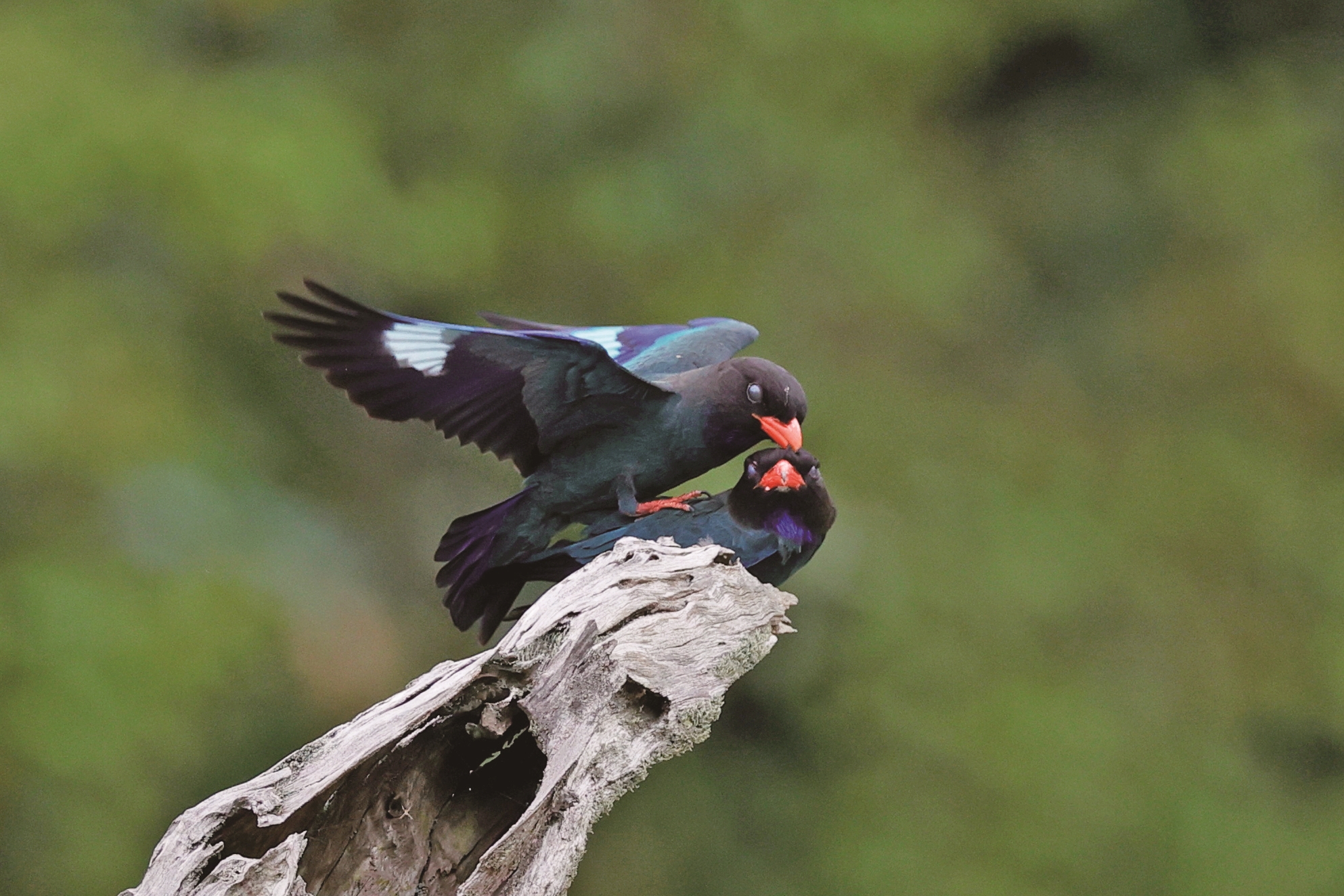 春日“限定版”浪漫提前上演