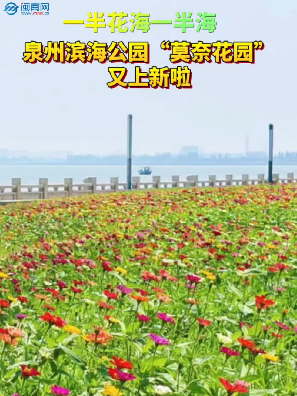 一半花海一半海！泉州滨海公园“莫奈花园”又上新啦