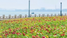 一半花海一半海！泉州滨海公园“莫奈花园”又上新啦