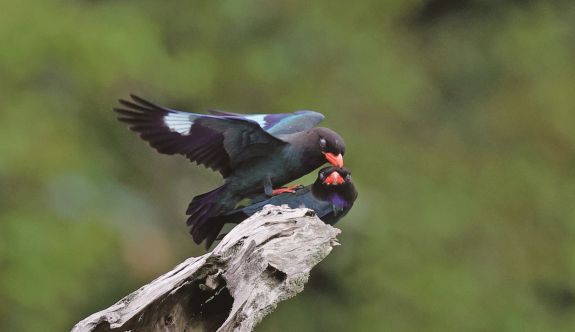 春日“限定版”浪漫提前上演