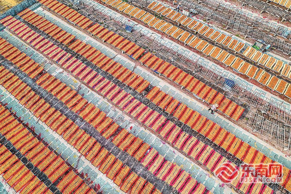 “中国香都”福建永春：晒香忙