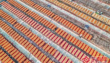 “中国香都”福建永春：晒香忙