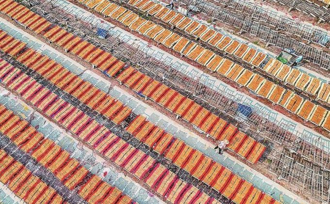 “中国香都”福建永春：晒香忙