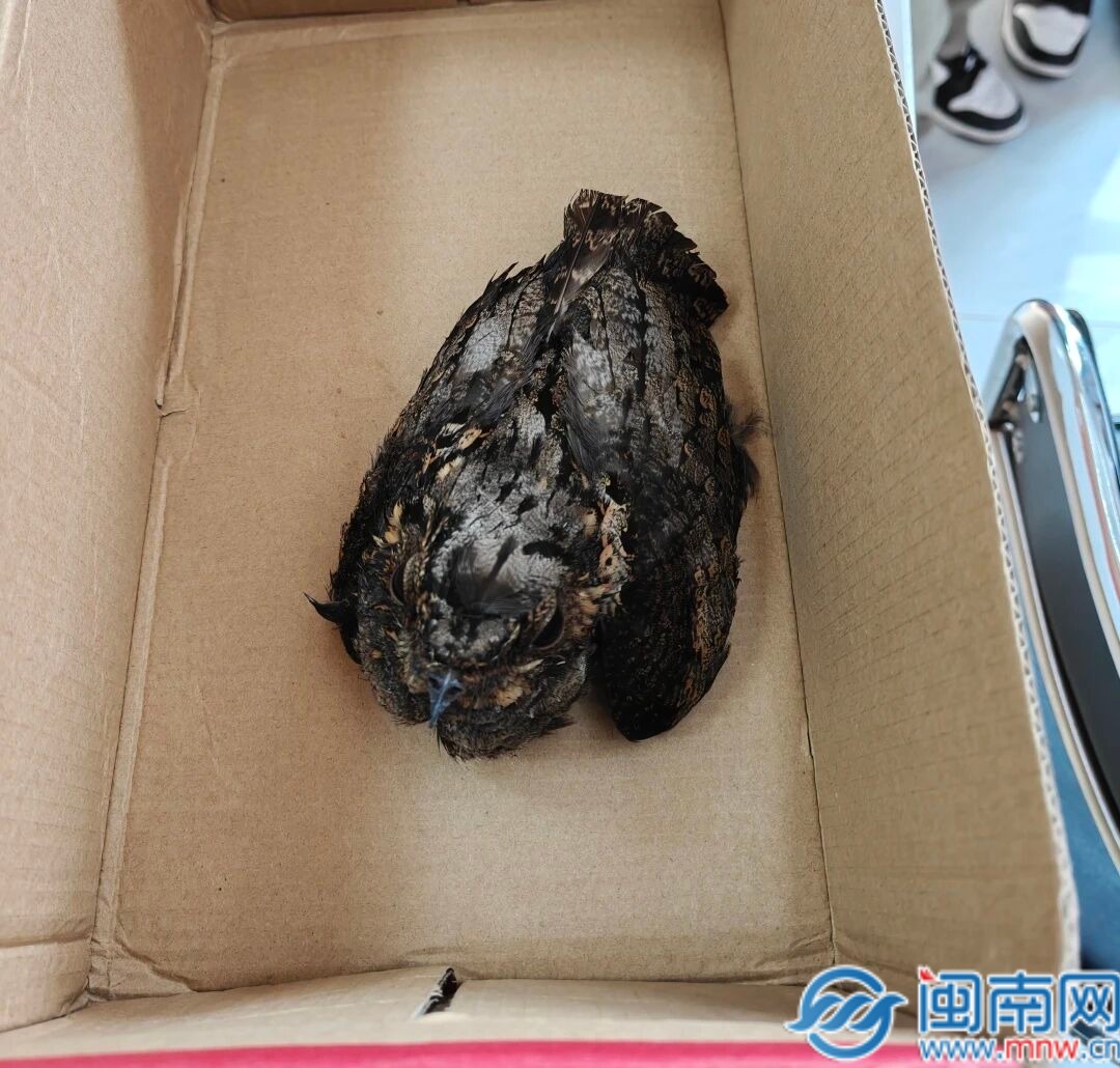 接力守护！惠安多方合力救助野生保护动物