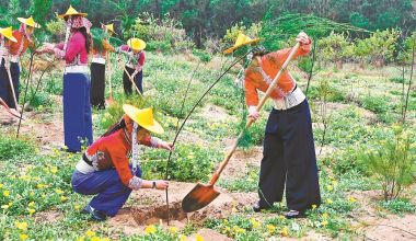 惠安小岞林场：护林员分工协作栽下木麻黄