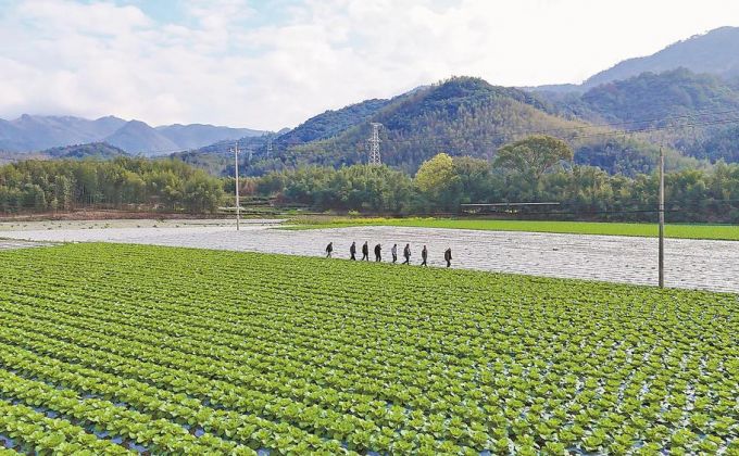 南平：好山好水种好味  