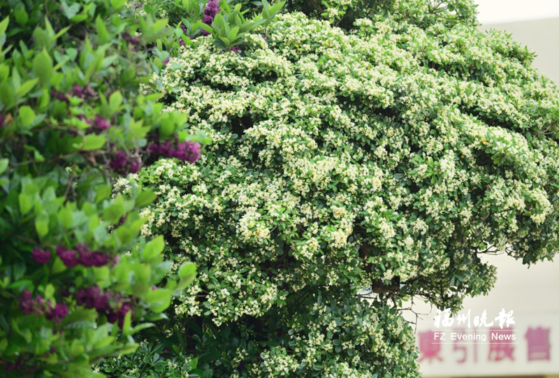 马祖海桐花盛开