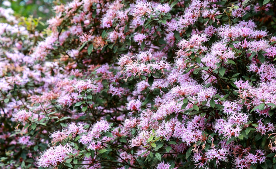 华安：银和杜鹃次第开 高山花海引客来