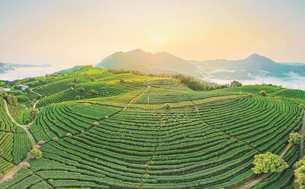 宁德：这杯“工夫”这样续