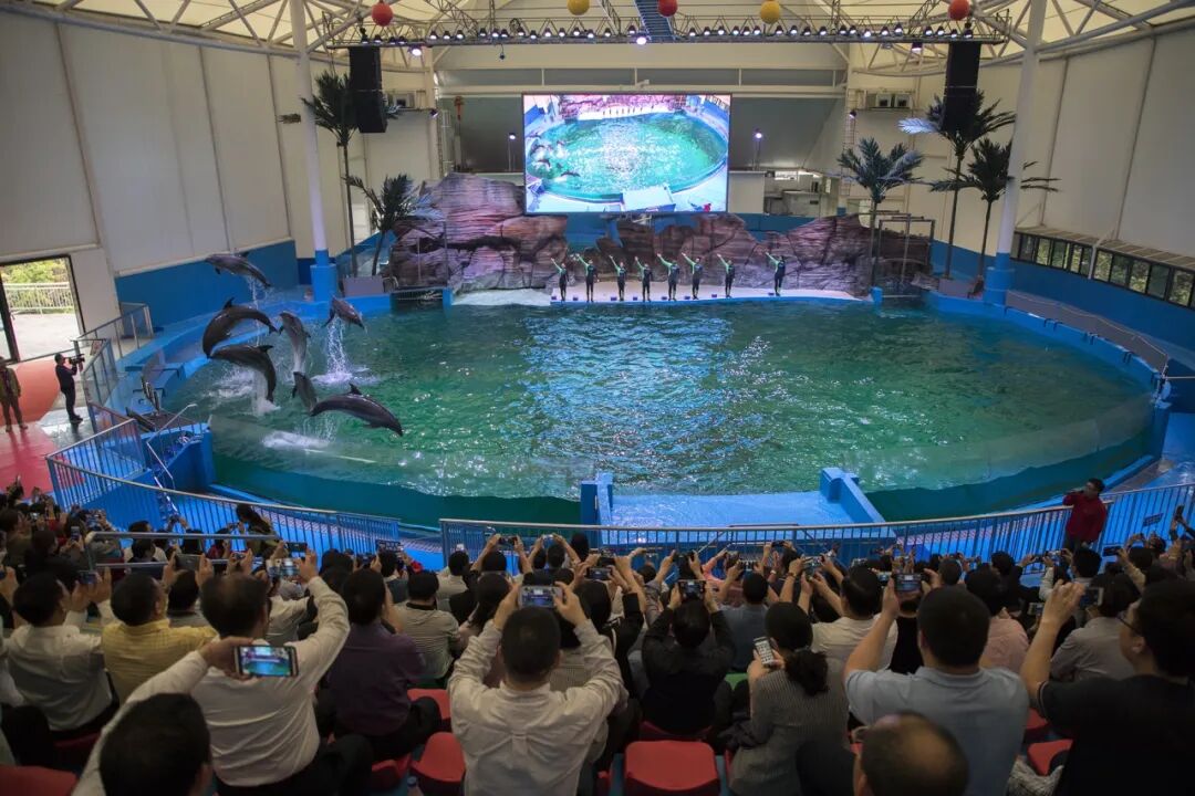 海豚表演.jpg