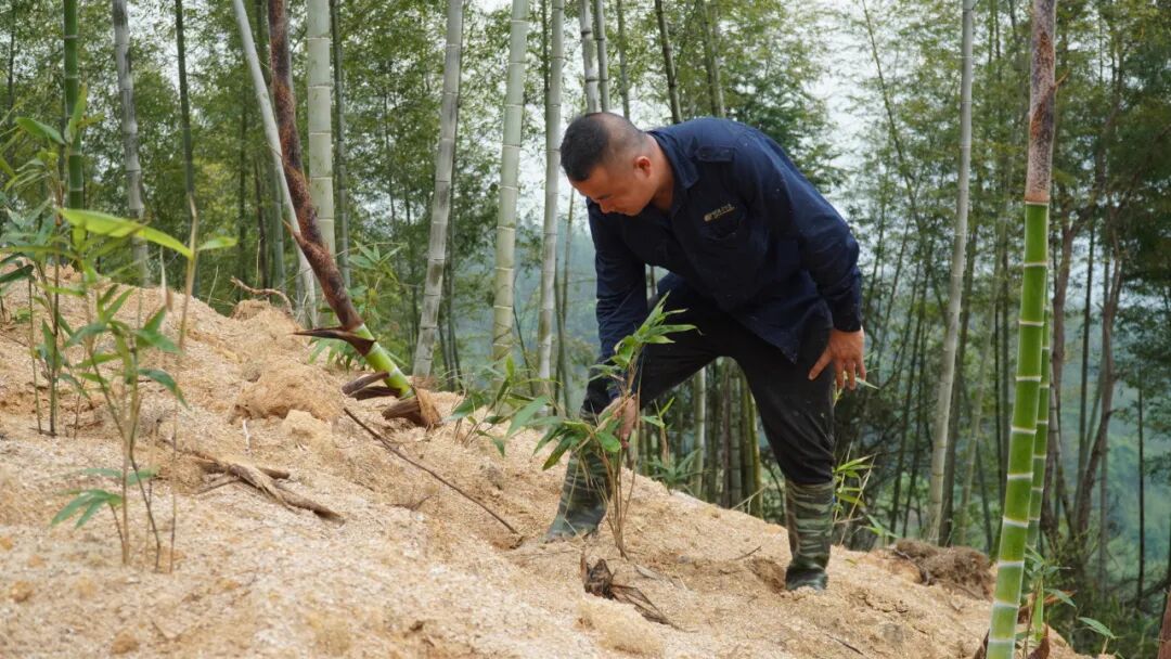 谷雨时节农事忙 华安特色种植赋能乡村增收