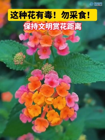 這種花有毒！勿采食！保持文明賞花距離
