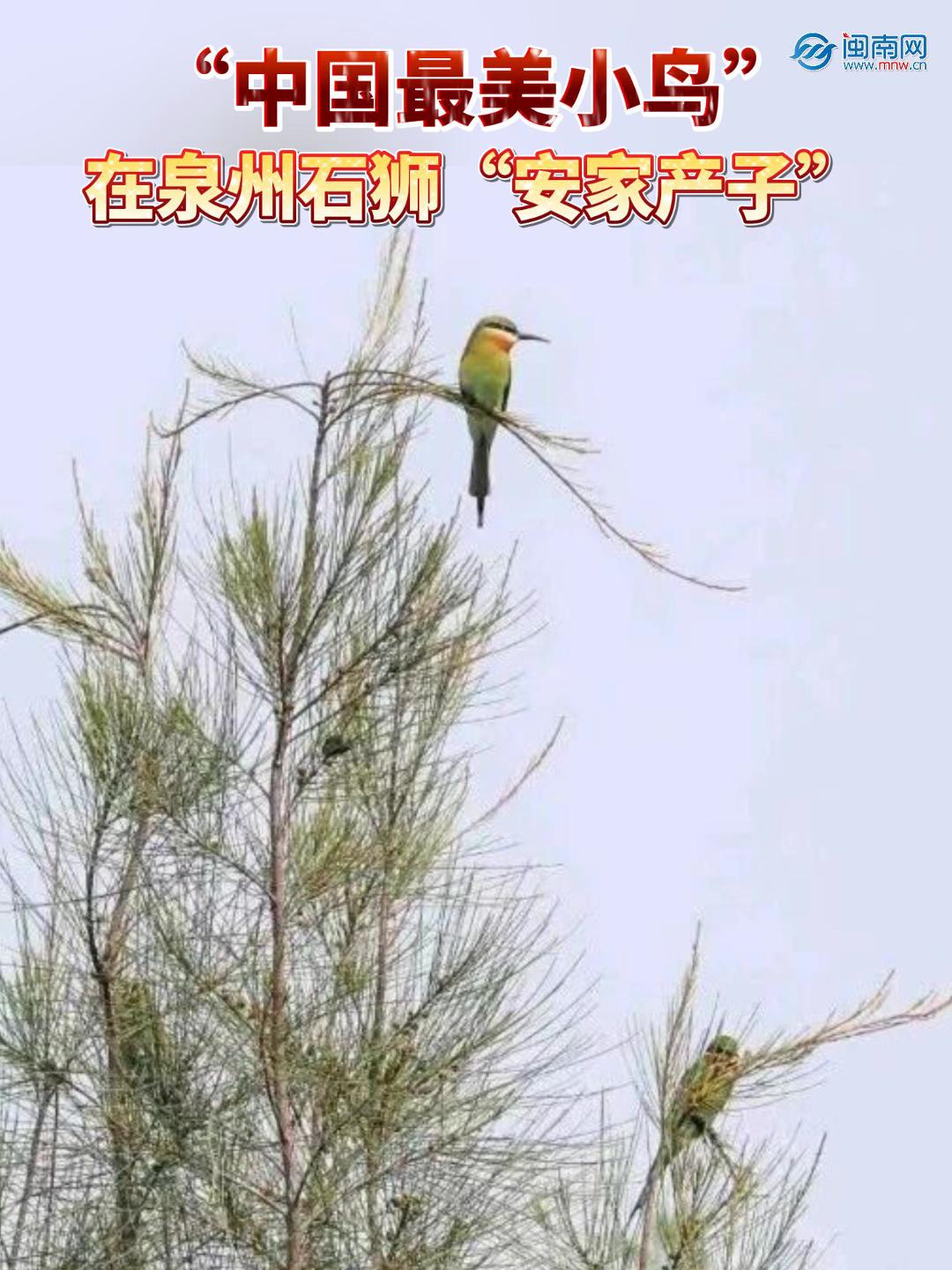  “中國(guó)最美小鳥”在泉州石獅“安家產(chǎn)子”