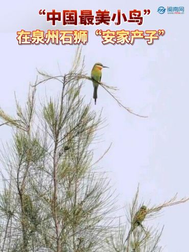  “中国最美小鸟”在泉州石狮“安家产子”