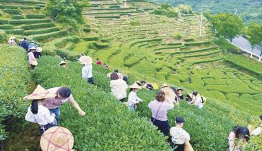 热度拉满 “五一”全域上演茶文旅“沉浸”大戏