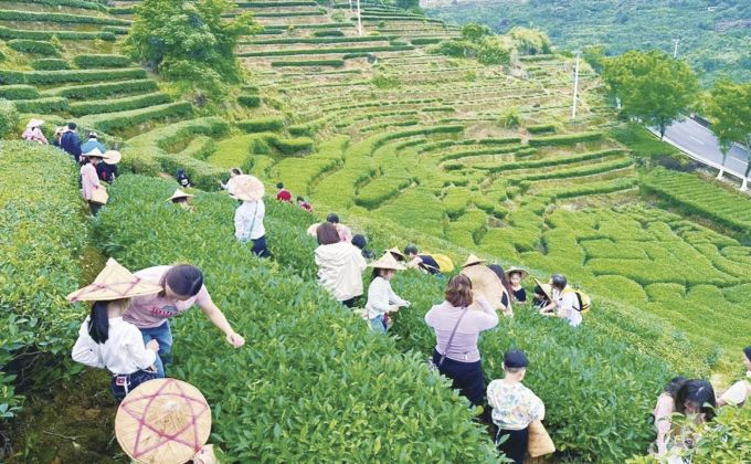 热度拉满 “五一”全域上演茶文旅“沉浸”大戏