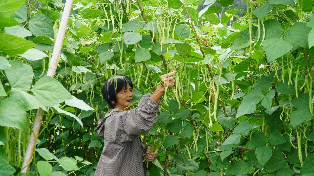 在华安，青绿亦是丰收底色