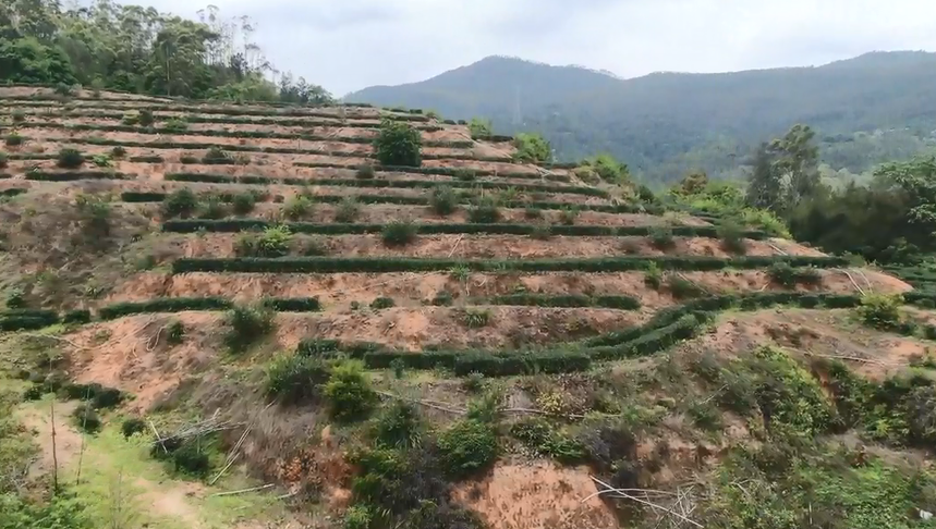 泉港首家红茶生产企业获证 涂岭红茶“持证”闯市场