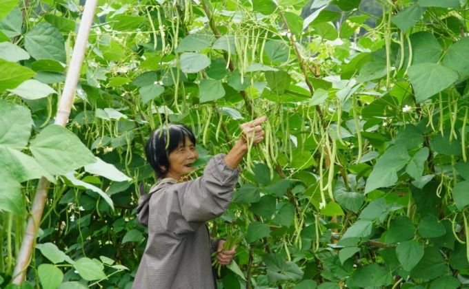 在华安，青绿亦是丰收底色