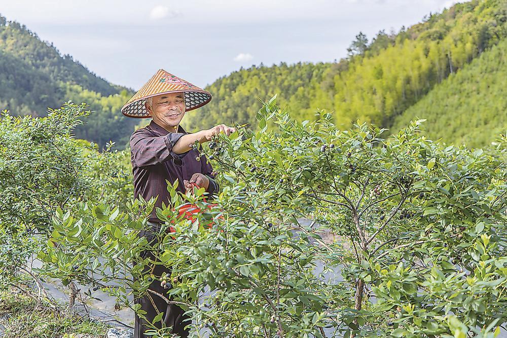 南平市松溪县：蓝莓丰收