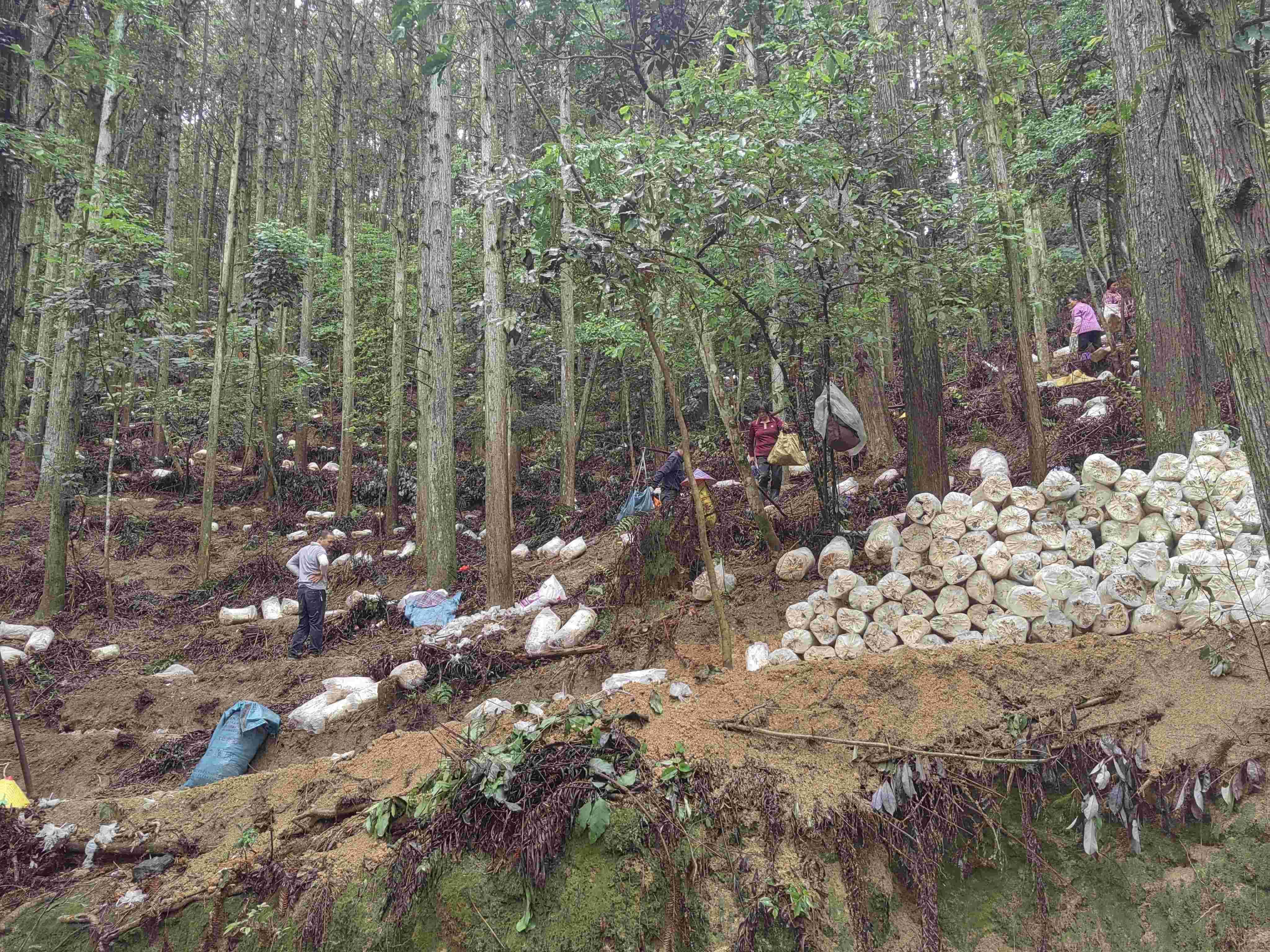 永春：点“绿”成金 探路林下经济
