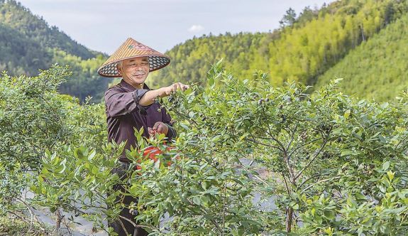 南平市松溪县：蓝莓丰收