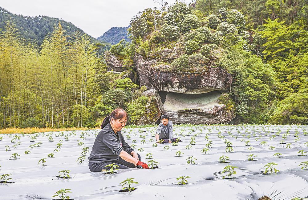 政和高山蔬菜迎产销旺季