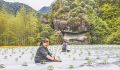 政和高山蔬菜迎产销旺季