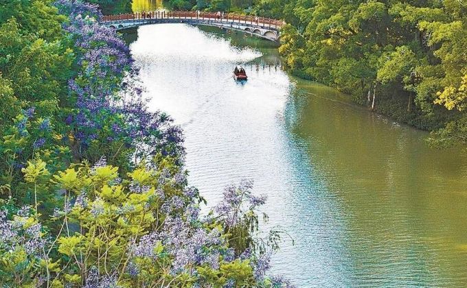 福州：蓝花楹迎来盛花期