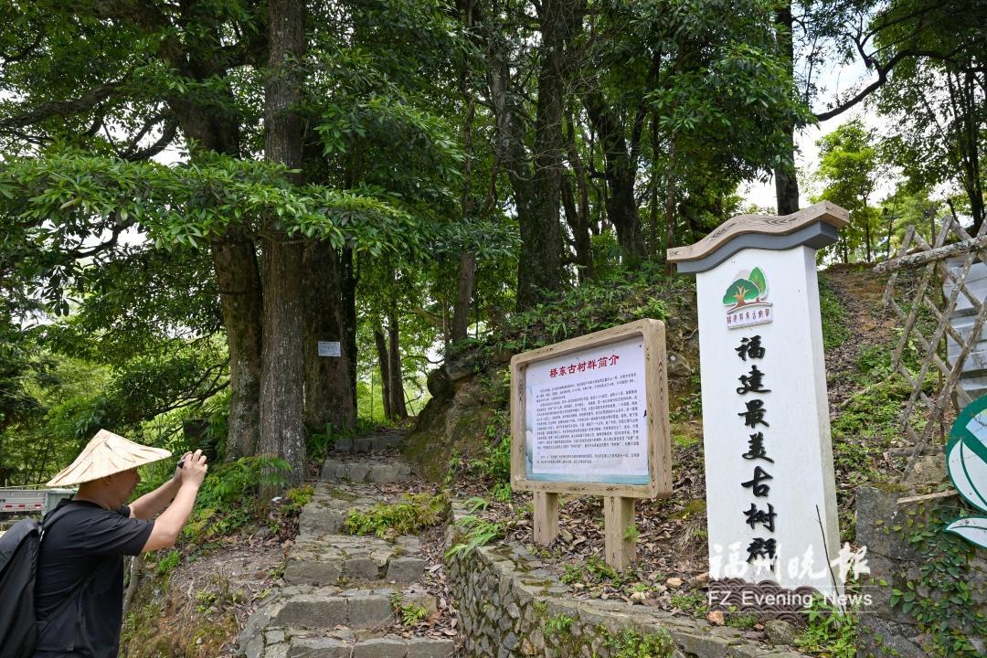 福州多部门采纳代表建议建档呵护古树群 让&ldquo;绿色瑰宝&rdquo;枝繁叶茂