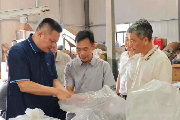 诏安县政府主要领导调研乡村振兴工作